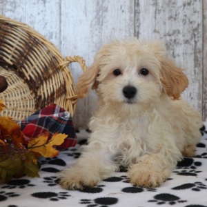 Maltipoo Puppy Rusty