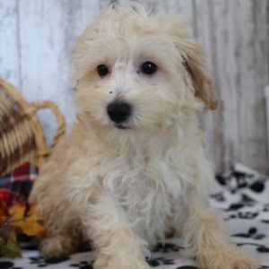 Maltipoo Puppy Rusty