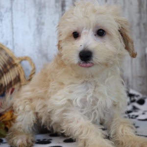 Maltipoo Puppy Rusty