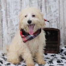 Maltipoo Puppy Rusty