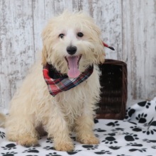 Maltipoo Puppy Rusty