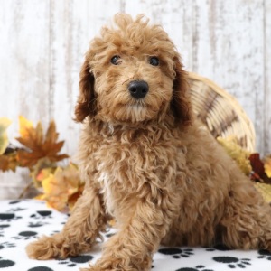 Poodle Puppy Sharla