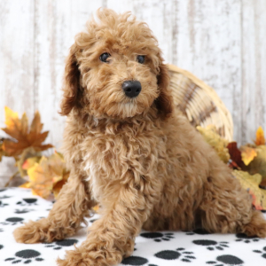 Poodle Puppy Sharla