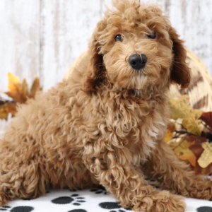 Poodle Puppy Sharla