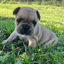 French Bulldog Puppy Lassie