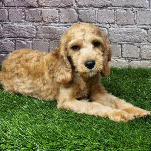 Cavapoo Puppy Janet