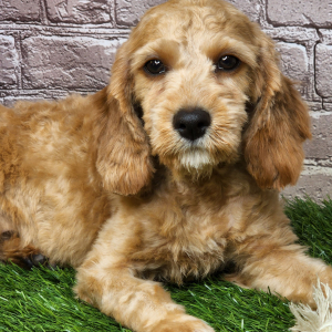 Cavapoo Puppy Janet