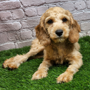 Cavapoo Puppy Janet