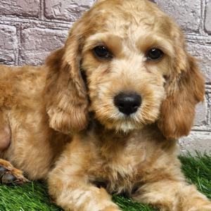 Cavapoo Puppy Janet