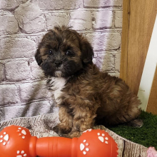 Shihpoo Puppy Ariel