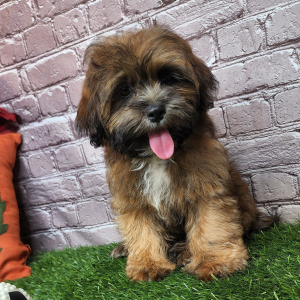 Shihpoo Puppy Ariel