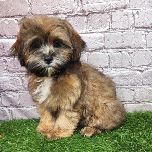 Shihpoo Puppy Ariel