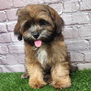Shihpoo Puppy Ariel