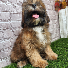 Shihpoo Puppy Ariel