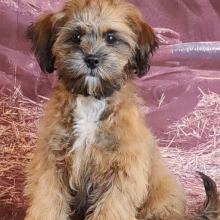 Shihpoo Puppy Ariel