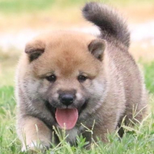 Shiba Inu Puppy Macho