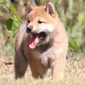 Shiba Inu Puppy Macho