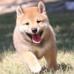 Shiba Inu Puppy Macho