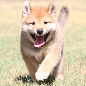 Shiba Inu Puppy Macho