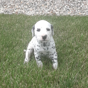Dalmatian Puppy Dia