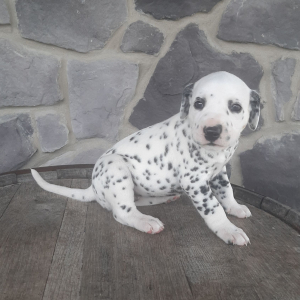 Dalmatian Puppy Dia
