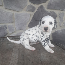 Dalmatian Puppy Dia