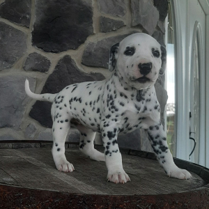 Dalmatian Puppy Dia