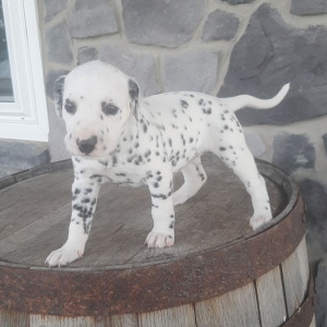 Dalmatian Puppy Dia