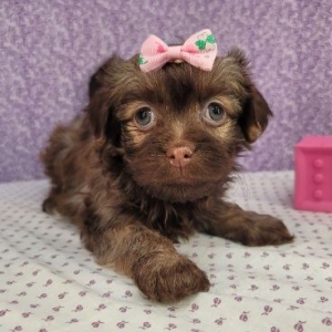 Havanese Puppy Dora