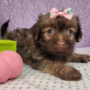 Havanese Puppy Dora