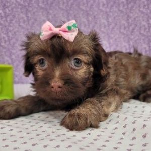 Havanese Puppy Dora