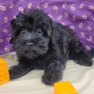 Havapoo Puppy Troy