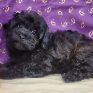 Havapoo Puppy Troy
