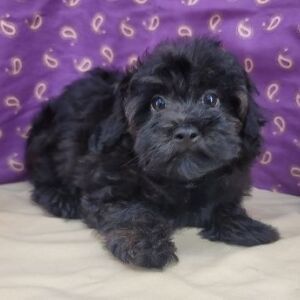 Havapoo Puppy Troy