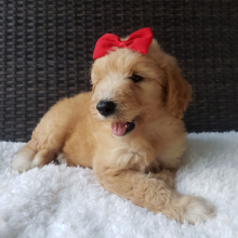 Goldendoodle Puppy Rylee