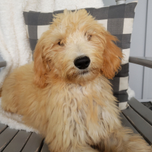 Goldendoodle Puppy Rylee