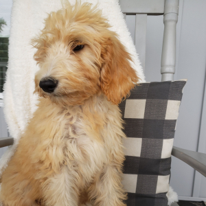 Goldendoodle Puppy Rylee
