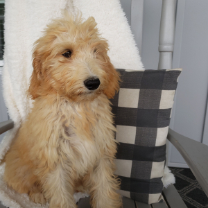 Goldendoodle Puppy Rylee