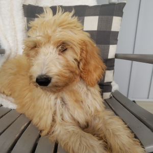 Goldendoodle Puppy Rylee