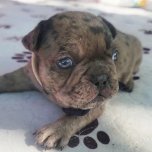 French Bulldog Puppy Pax