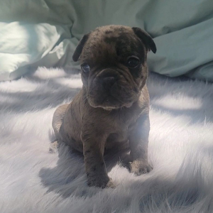 French Bulldog Puppy Pax