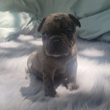 French Bulldog Puppy Pax