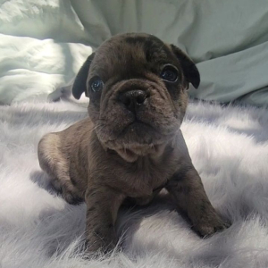 French Bulldog Puppy Pax