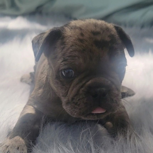 French Bulldog Puppy Pax