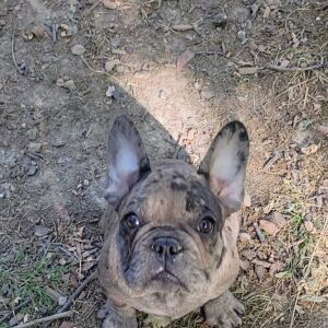 French Bulldog Puppy Pax