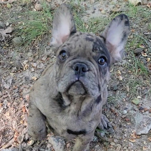 French Bulldog Puppy Pax