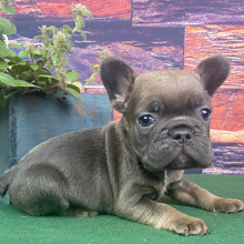 French Bulldog Puppy Briggs