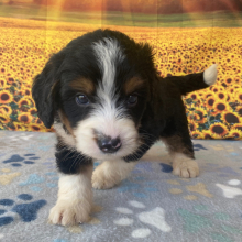 Bernedoodle Puppy Bryan