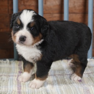 Bernese Mountain Dog Puppy Hazel