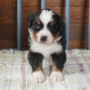 Bernese Mountain Dog Puppy Hazel